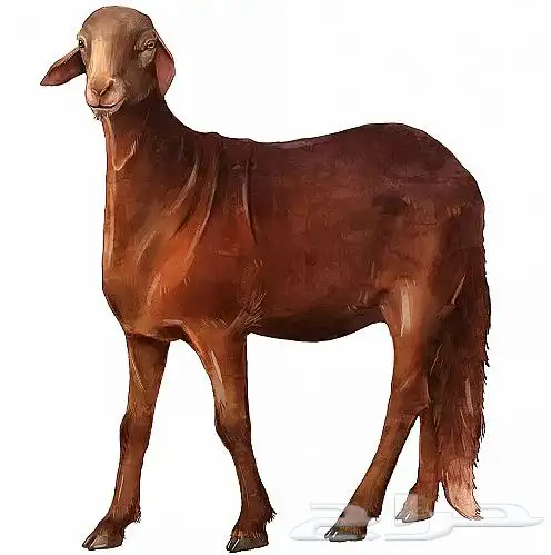 لدينا افضل انواع السواكنى جذوع وزن 50كيلو 0