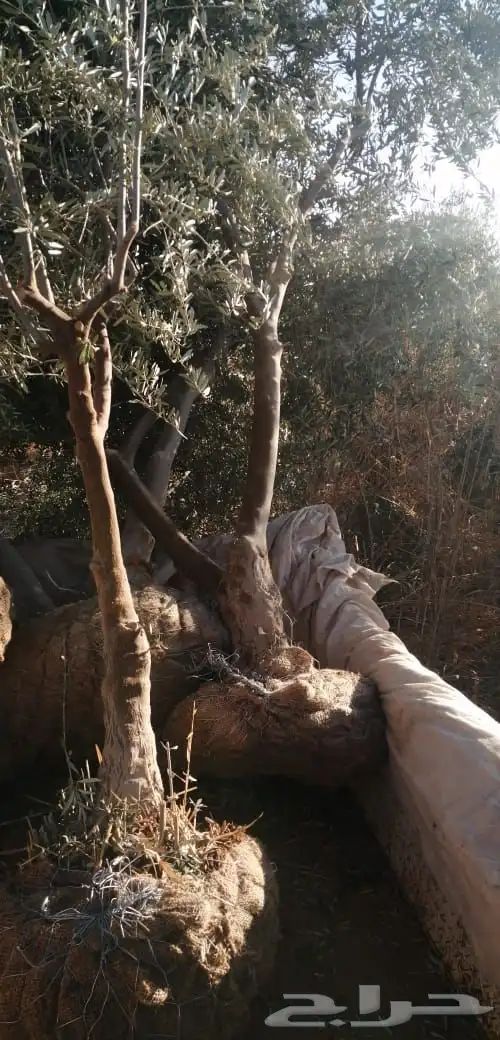 توريد وزراعة اشجار زيتون شجر زيتون 17