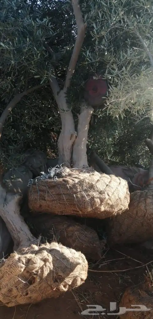 توريد وزراعة اشجار زيتون شجر زيتون 18
