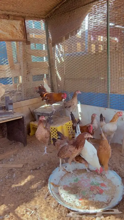 دجاج بشاير مميز الخرج 1