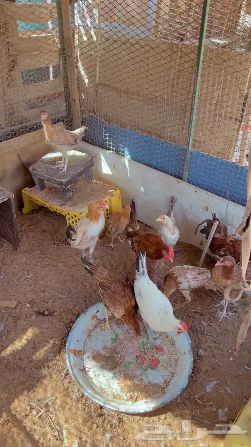 دجاج بشاير مميز الخرج 3