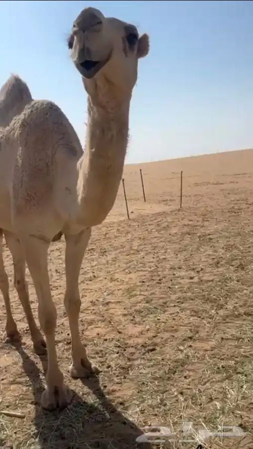 جذعة مضربة على الارخم فحول فنجال 1