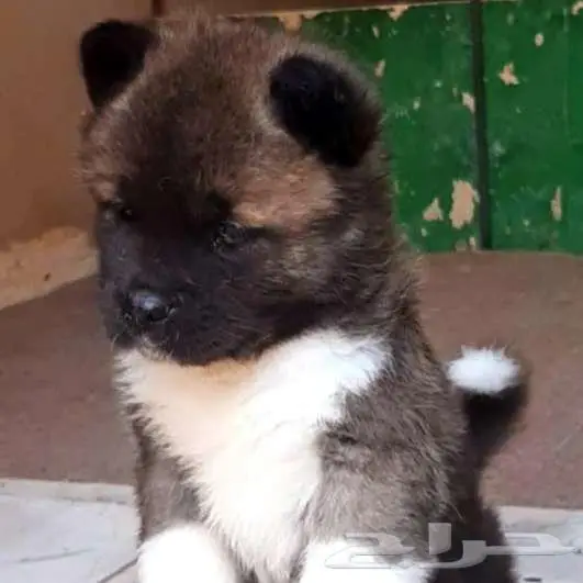 امريكان اكيتا 4