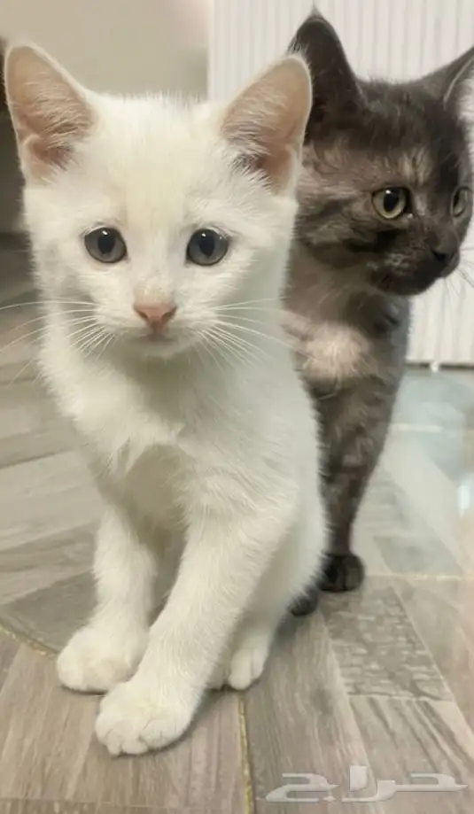 قطط لتبني 2