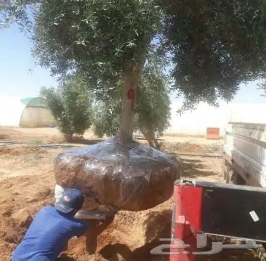 توريد وزراعة اشجار زيتون شجر زيتون 23