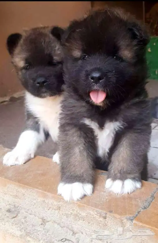 امريكان اكيتا 8