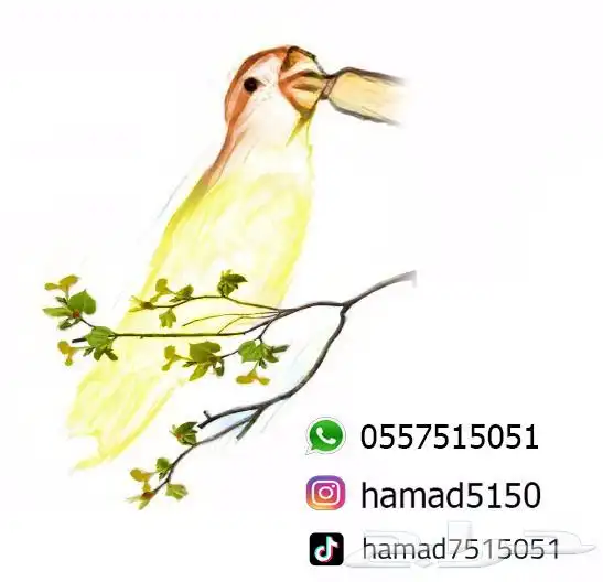 فرخ روز (((تم البيع خارج الموقع))) 4