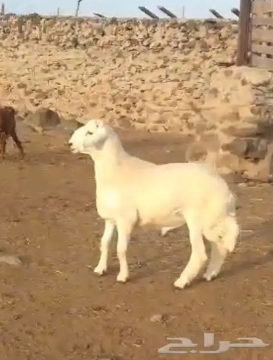 مشروع فحل صنف 1