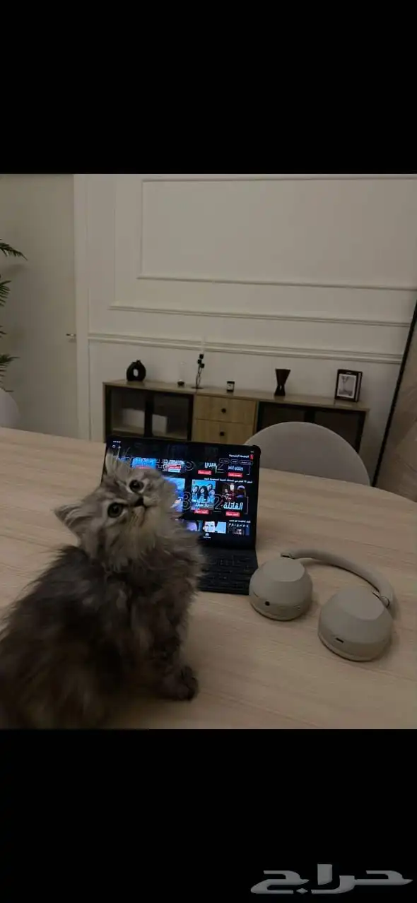 قطط كتين للأهل التميز 0