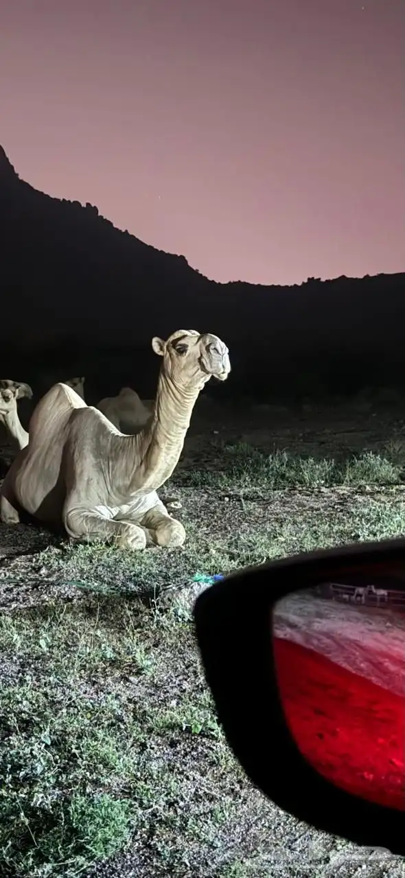 جمل للبيع مشروط ومضمون 0