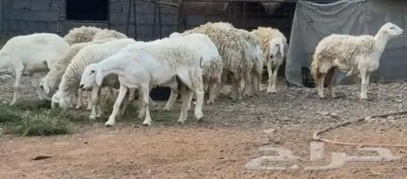 ضان ورخال حريات حرش فاخرة 12