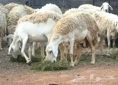 ضان ورخال حريات حرش فاخرة index