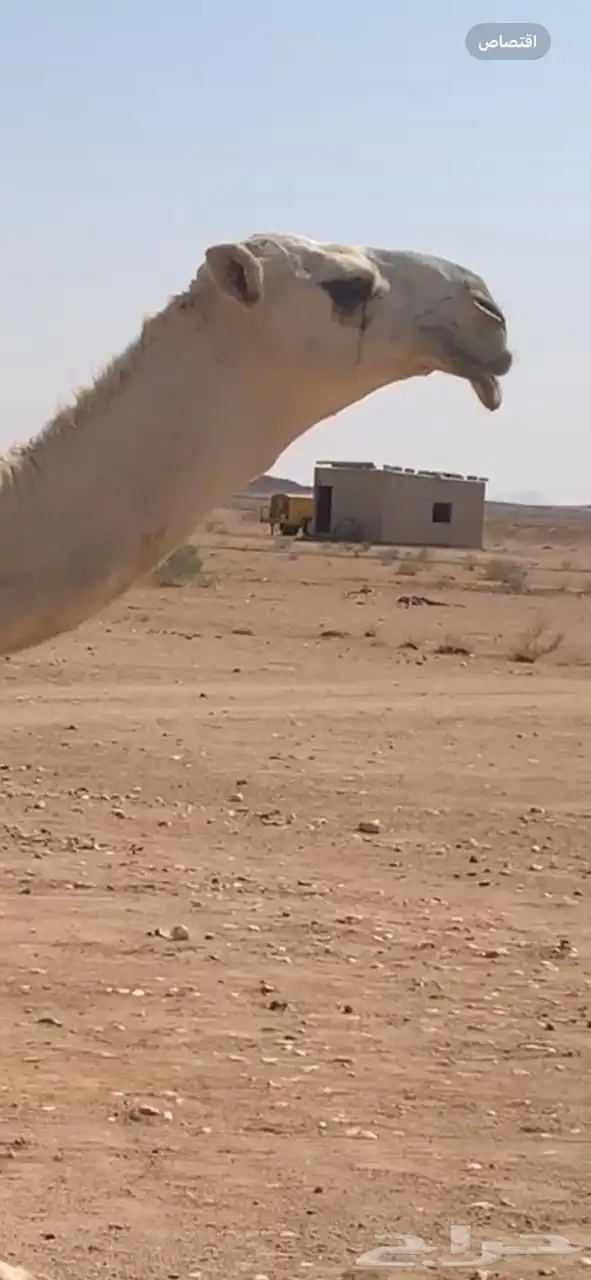 قعود حيسوني 0