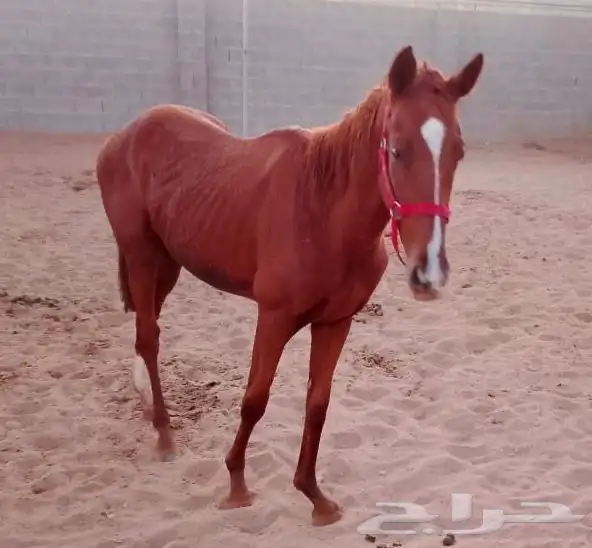 مهر إنتاج انجليزي سباق 0