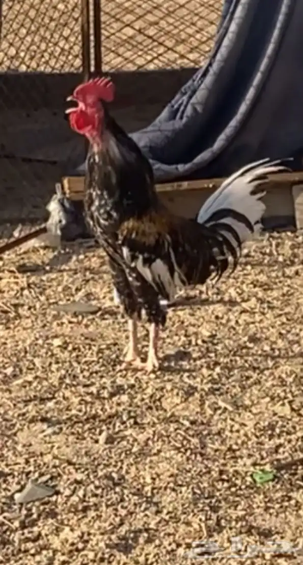 السلام عليكم ديك شرط انتاج وا اذراب وا اذان منتج عدد 1