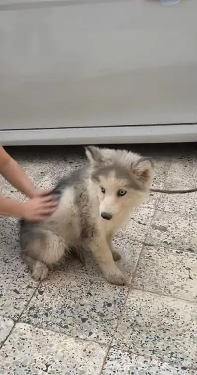 حيوانات index