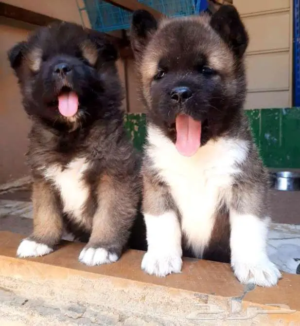 امريكان اكيتا 7