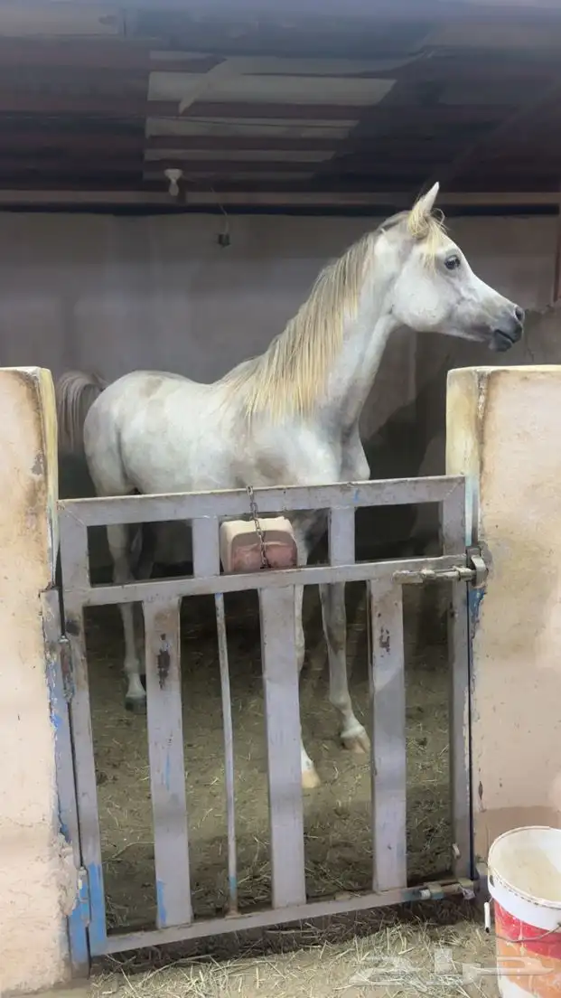 مهر ولد الاكساندر 5