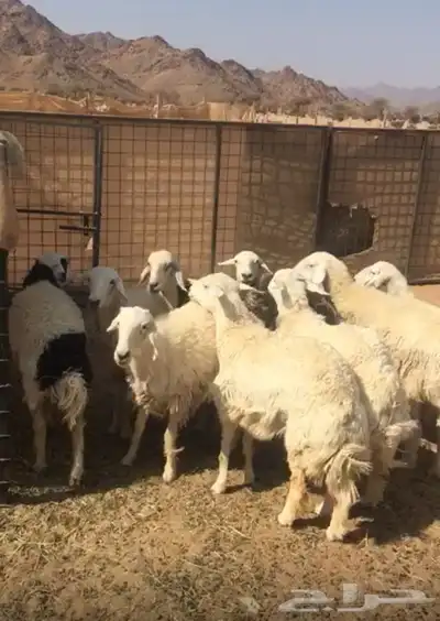 نعاج مراح واحد 0