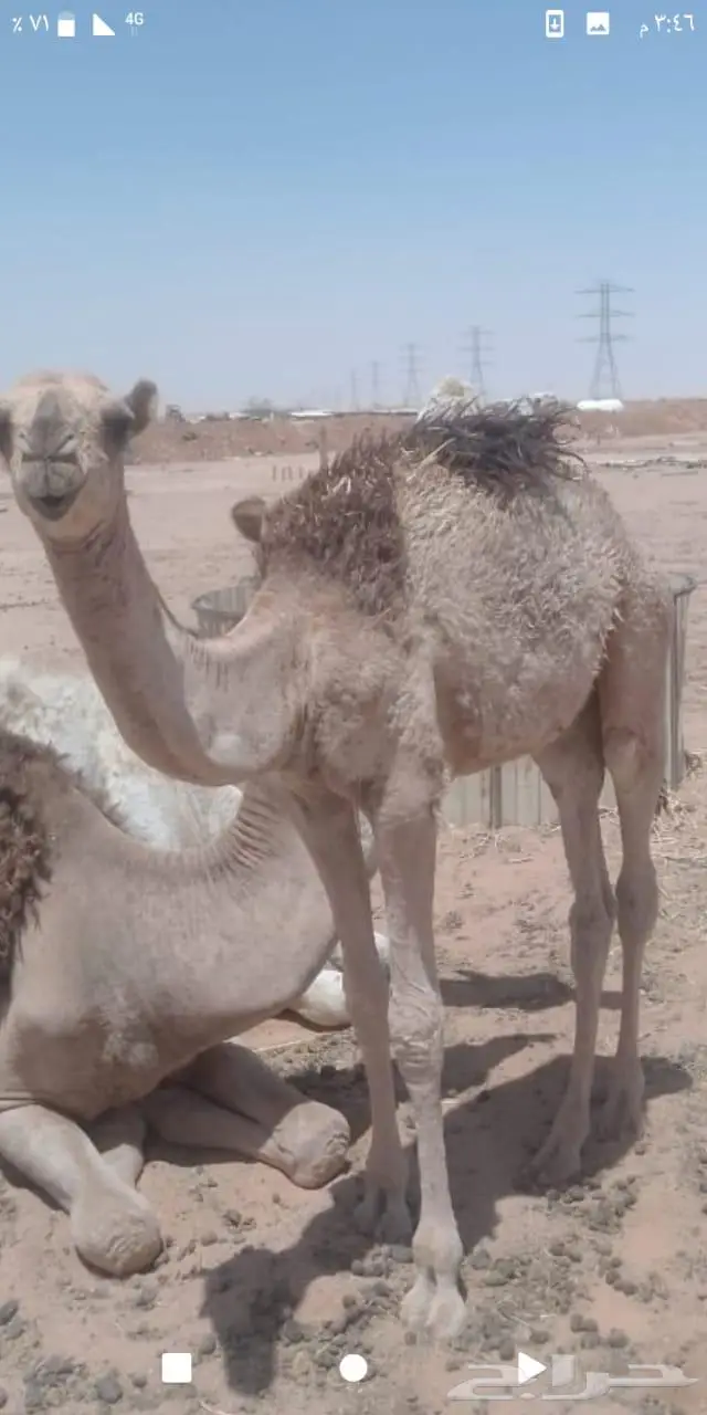 قعود للبيع شرق الرياض 0