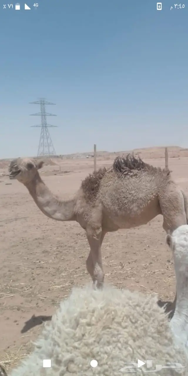 قعود للبيع شرق الرياض 1