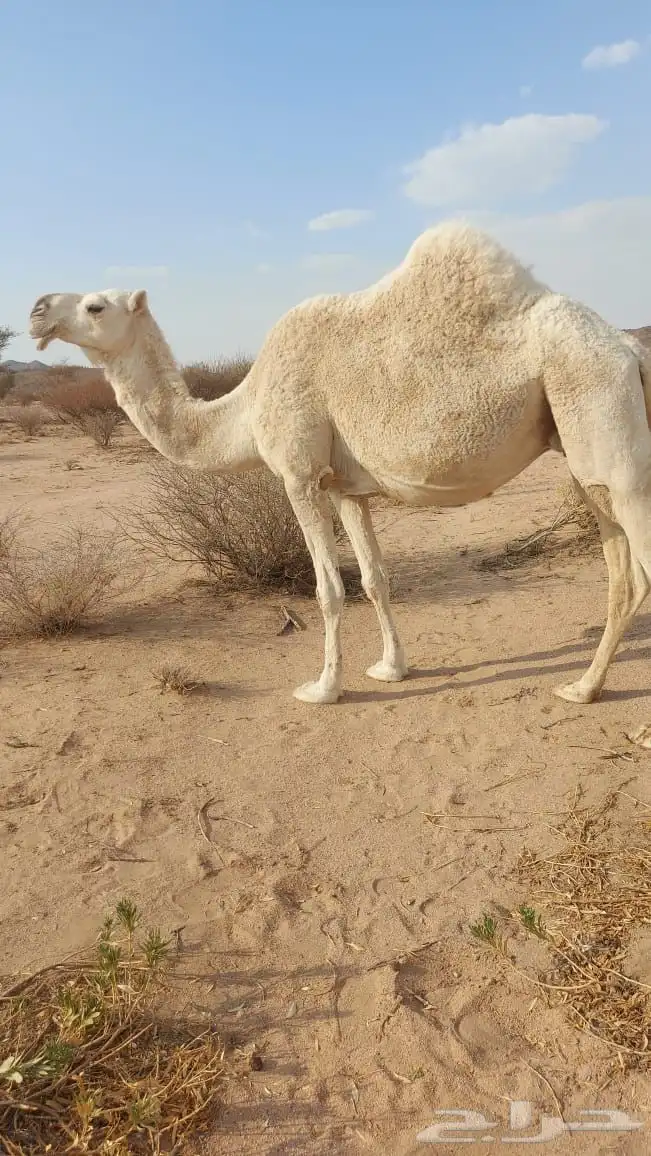 ناقه لقحه كفو 0