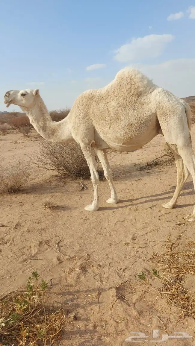 ناقه لقحه كفو 1