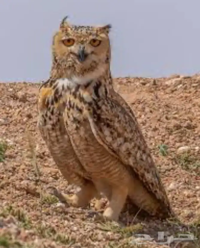 فرعونيه للبيع 0