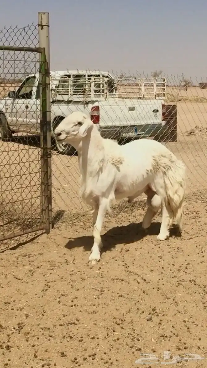 فحل حري صنف فاخر 6