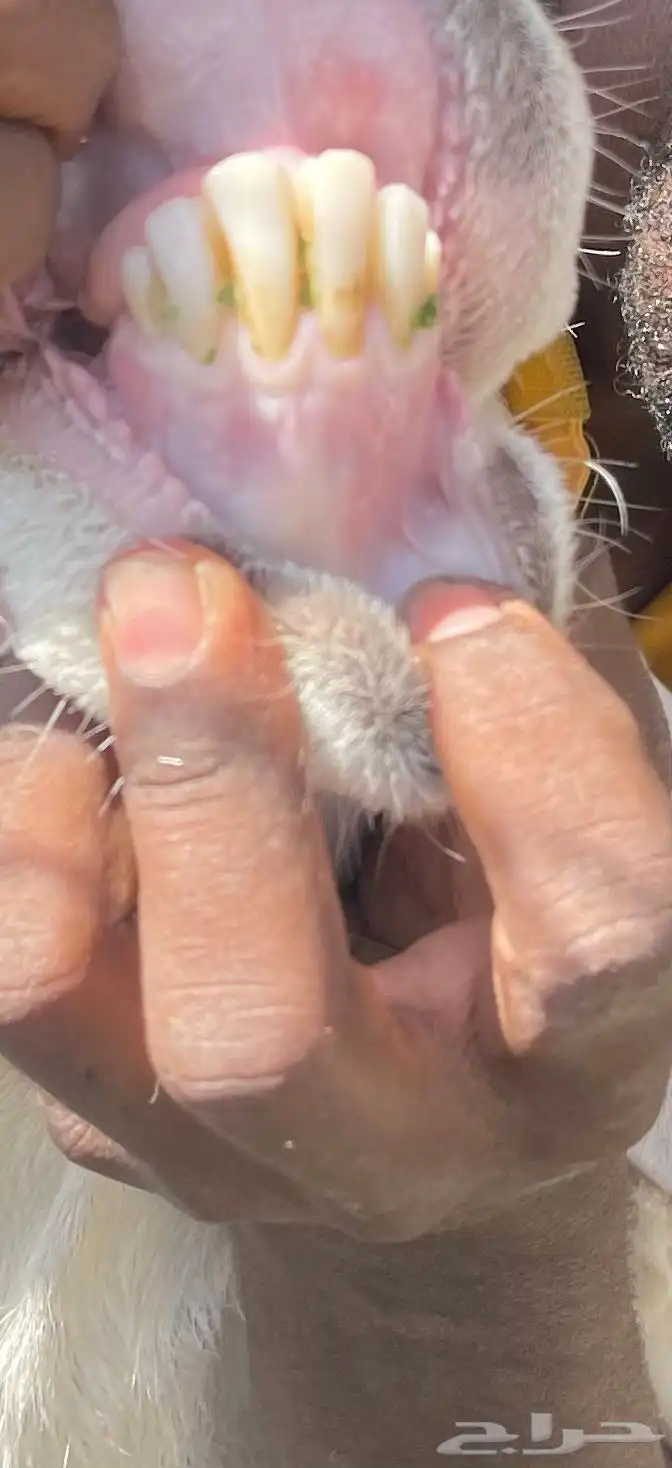 فحل حري ابرص مشروط تم البيع 3