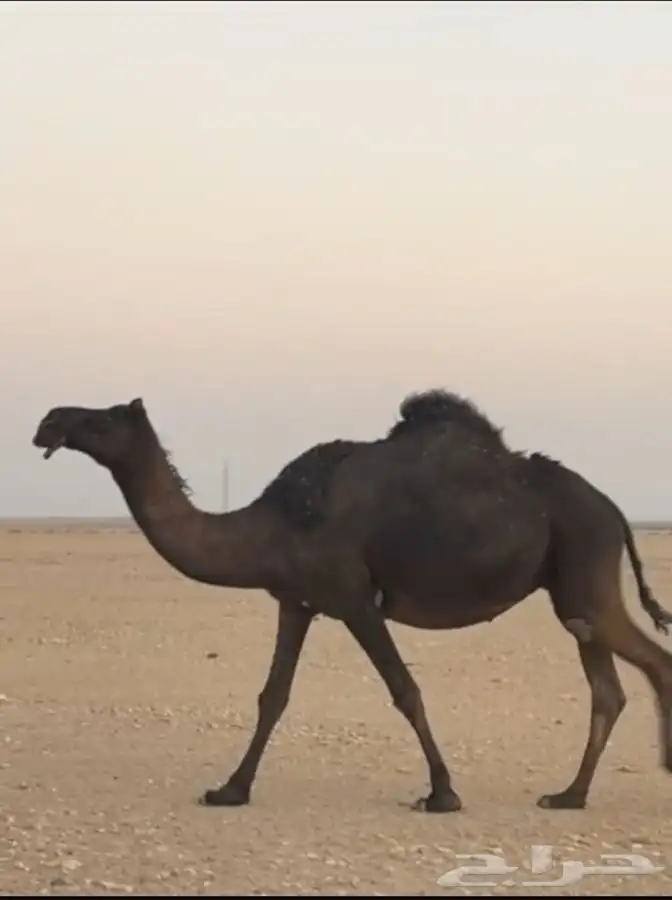 للبيع لقحه 0