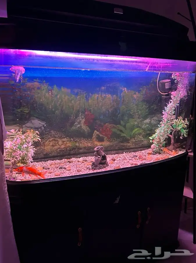 حوض سمك 1