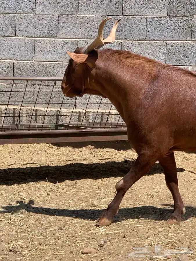 تيس فحل بلدي فاخر ونادر وتوم 3