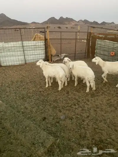 للبيع بهم index