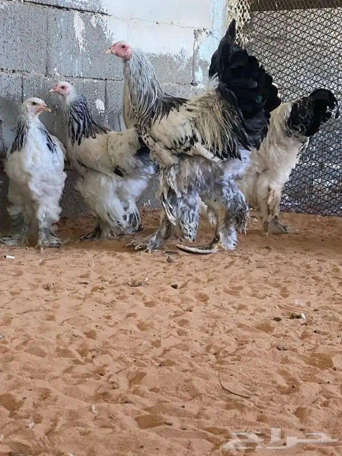 دجاج براهما كولمبي 4