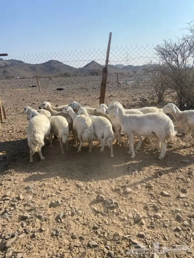 ضان حبص 1 ولد والبقي ضريع ودفيع 25