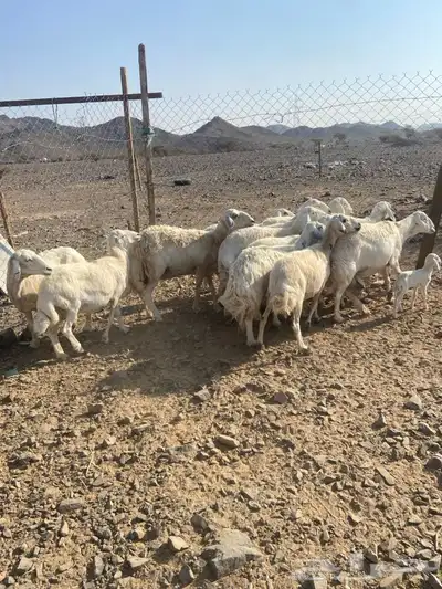 ضان حبص 1 ولد والبقي ضريع ودفيع index