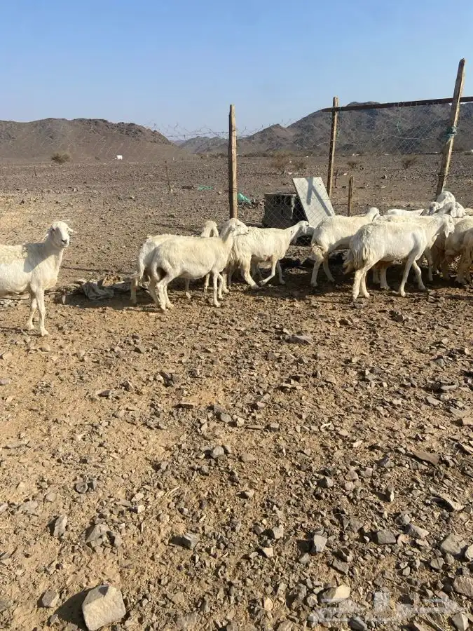 ضان حبص 1 ولد والبقي ضريع ودفيع 11