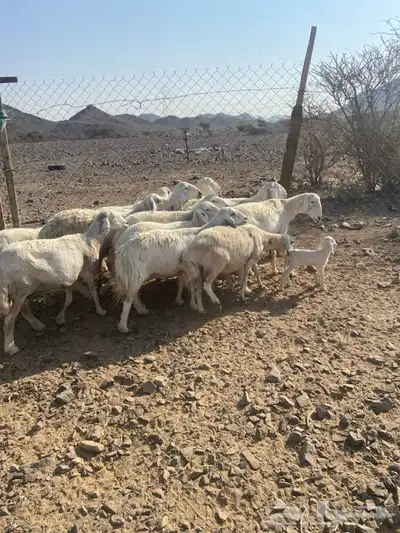 ضان حبص 1 ولد والبقي ضريع ودفيع index