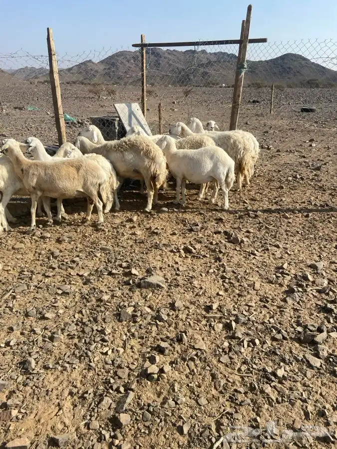 ضان حبص 1 ولد والبقي ضريع ودفيع 6