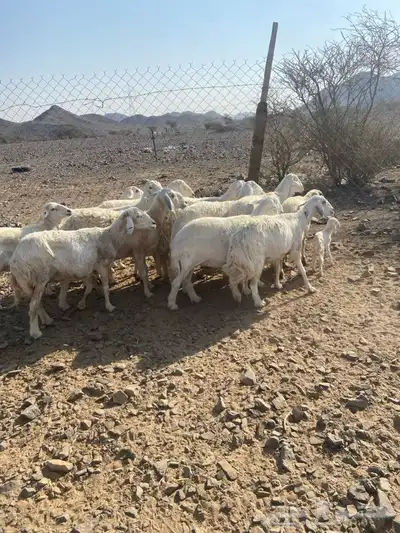 ضان حبص 1 ولد والبقي ضريع ودفيع index