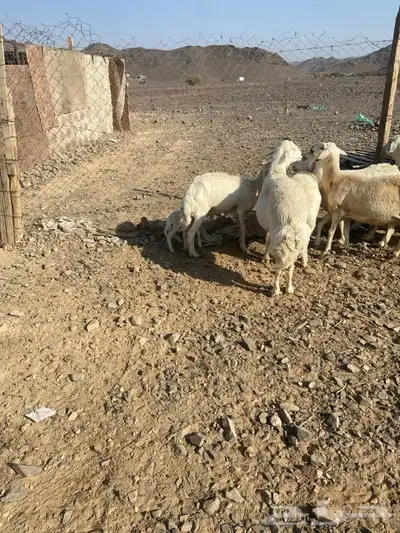 ضان حبص 1 ولد والبقي ضريع ودفيع index