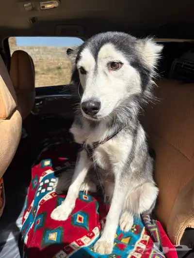 كلبه هاسكي للبيع index