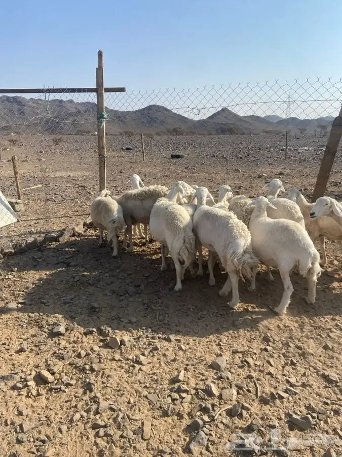 ضان حبص 1 ولد والبقي ضريع ودفيع 23