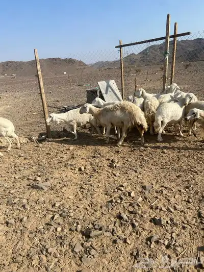 ضان حبص 1 ولد والبقي ضريع ودفيع index