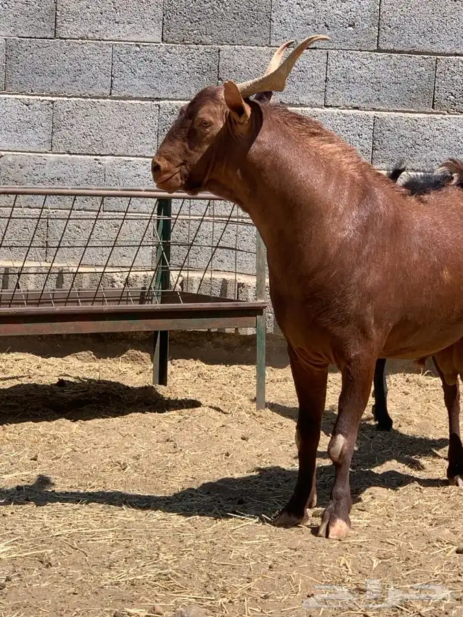 تيس فحل بلدي فاخر ونادر وتوم 9