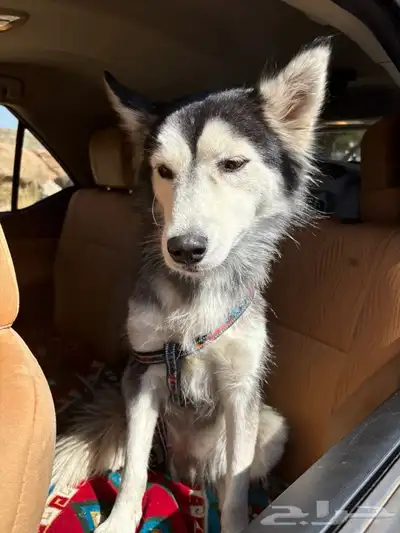 كلبه هاسكي للبيع index