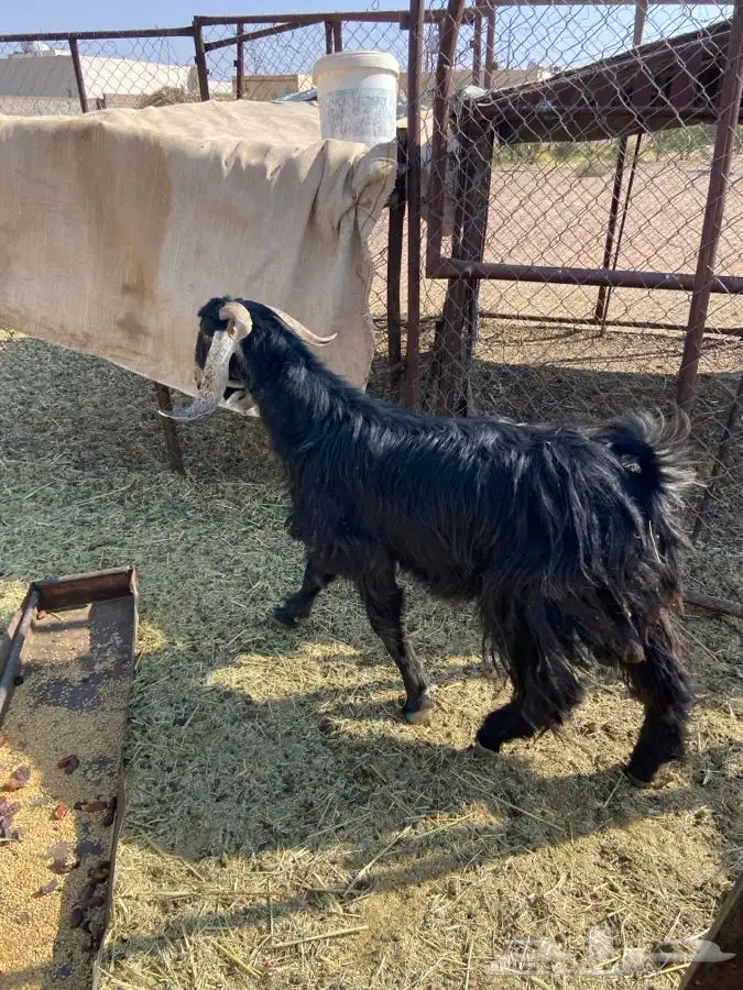 تيس اذرا ثني الموقع الشملي 3