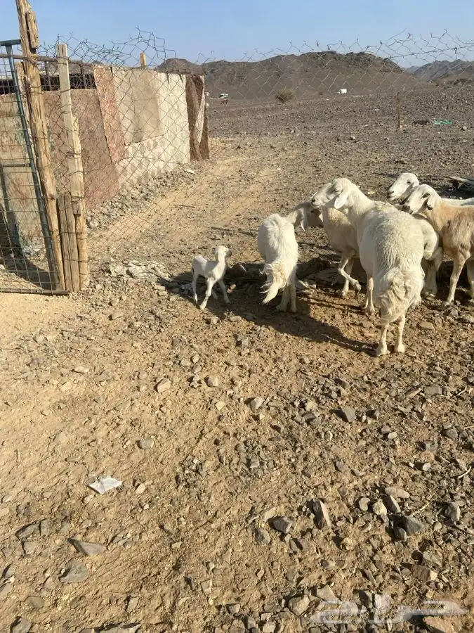 ضان حبص 1 ولد والبقي ضريع ودفيع 8