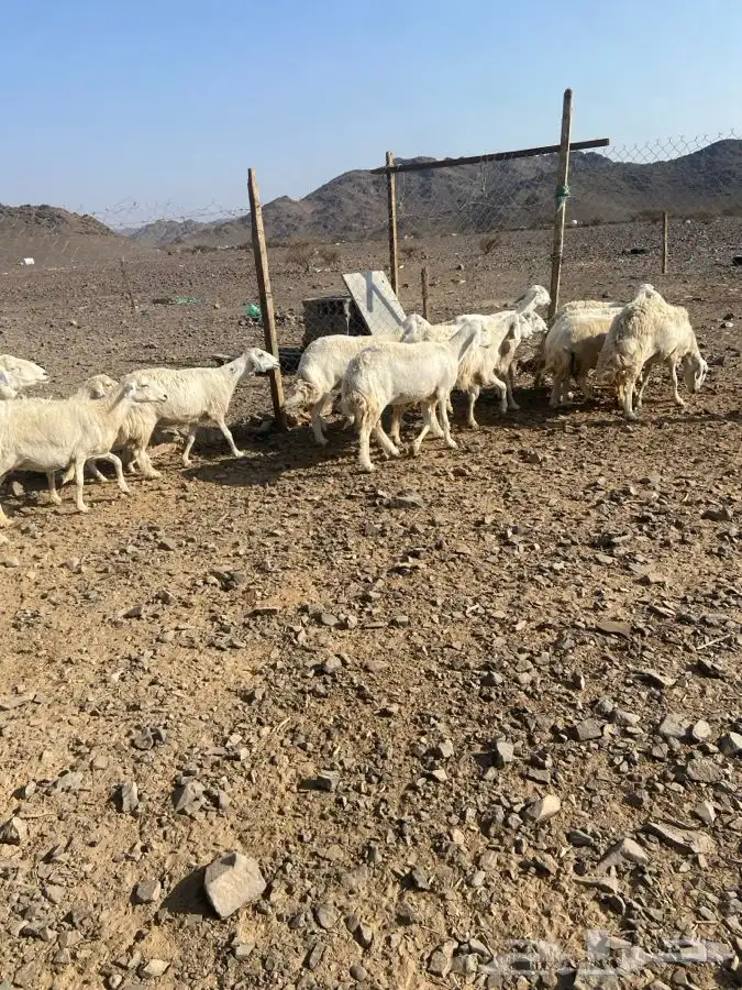 ضان حبص 1 ولد والبقي ضريع ودفيع 9